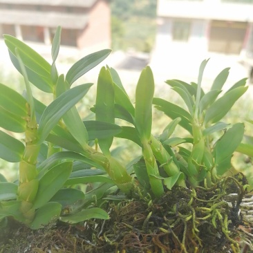云南野生下山珍虫石斛铜皮紫皮石斛鲜条无渣美容养颜