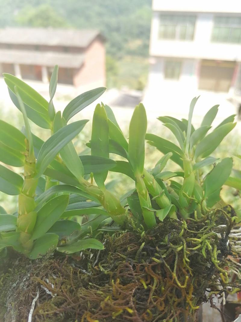 云南野生下山珍虫石斛铜皮紫皮石斛鲜条无渣美容养颜