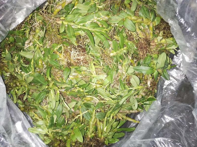 云南野生下山珍虫石斛铜皮紫皮石斛鲜条无渣美容养颜