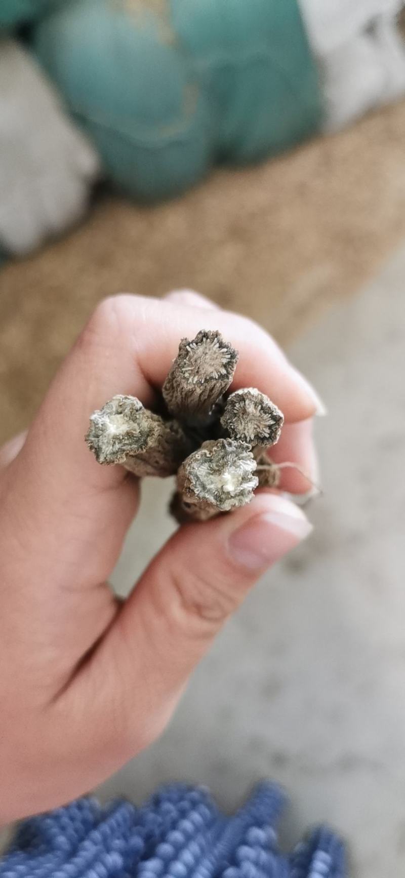续断云南续断云县信合农业发展有限公司