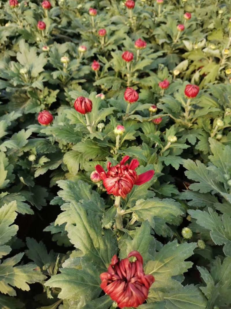 菊花基地直销量大从优