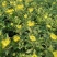 菊花基地直销量大从优