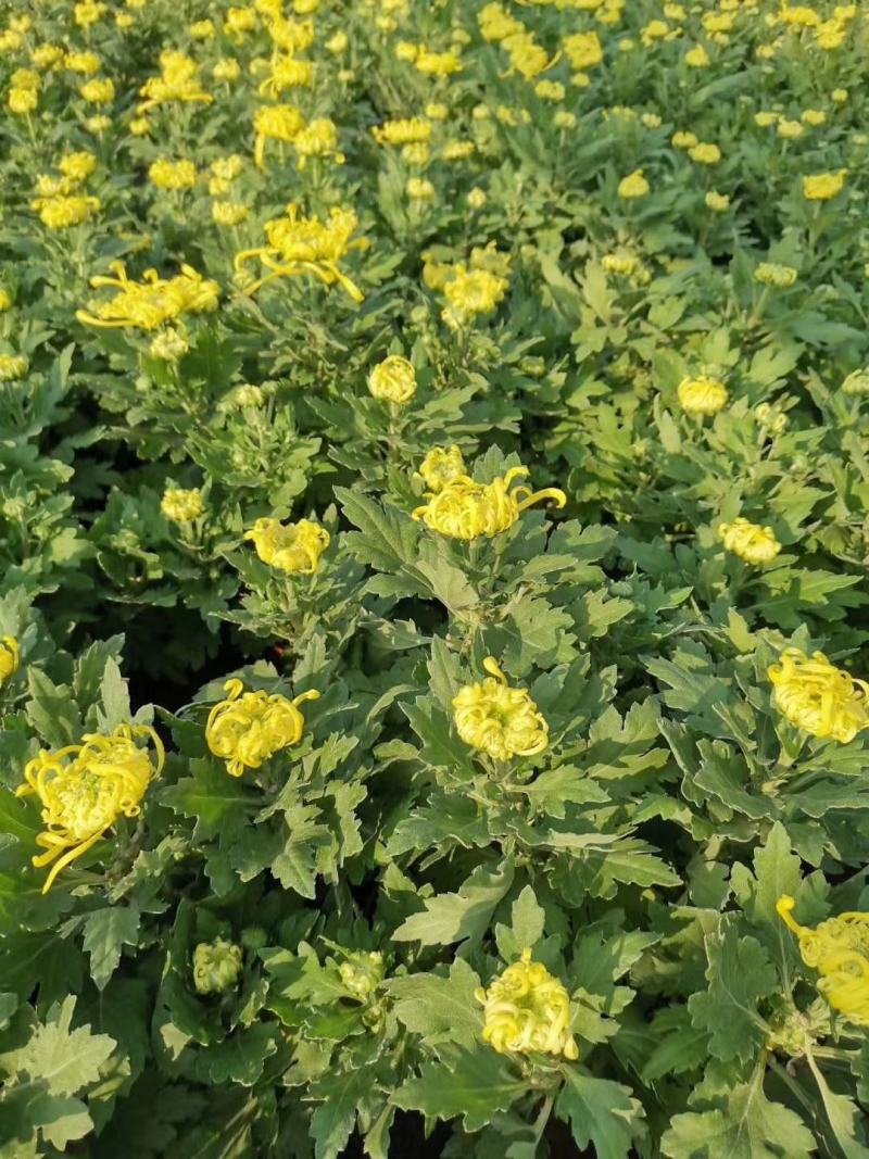 菊花基地直销量大从优