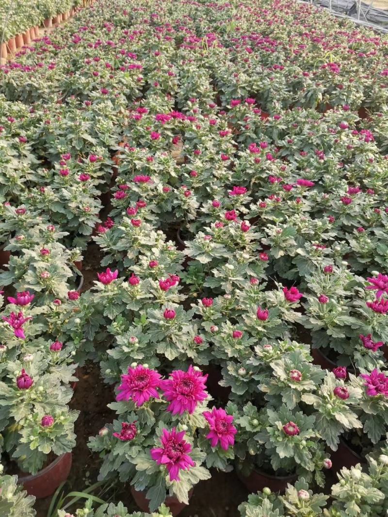 菊花基地直销量大从优
