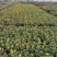 菊花基地直销量大从优