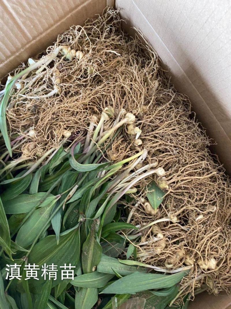 滇黄精苗，黄精种茎云县信合农业发展有限公司