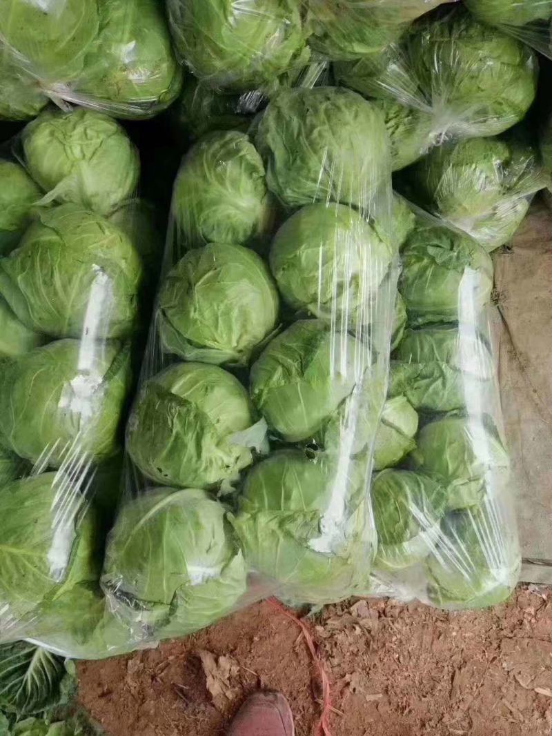 【推荐】甘蓝包菜圆包菜产地直供量大质优全国发货