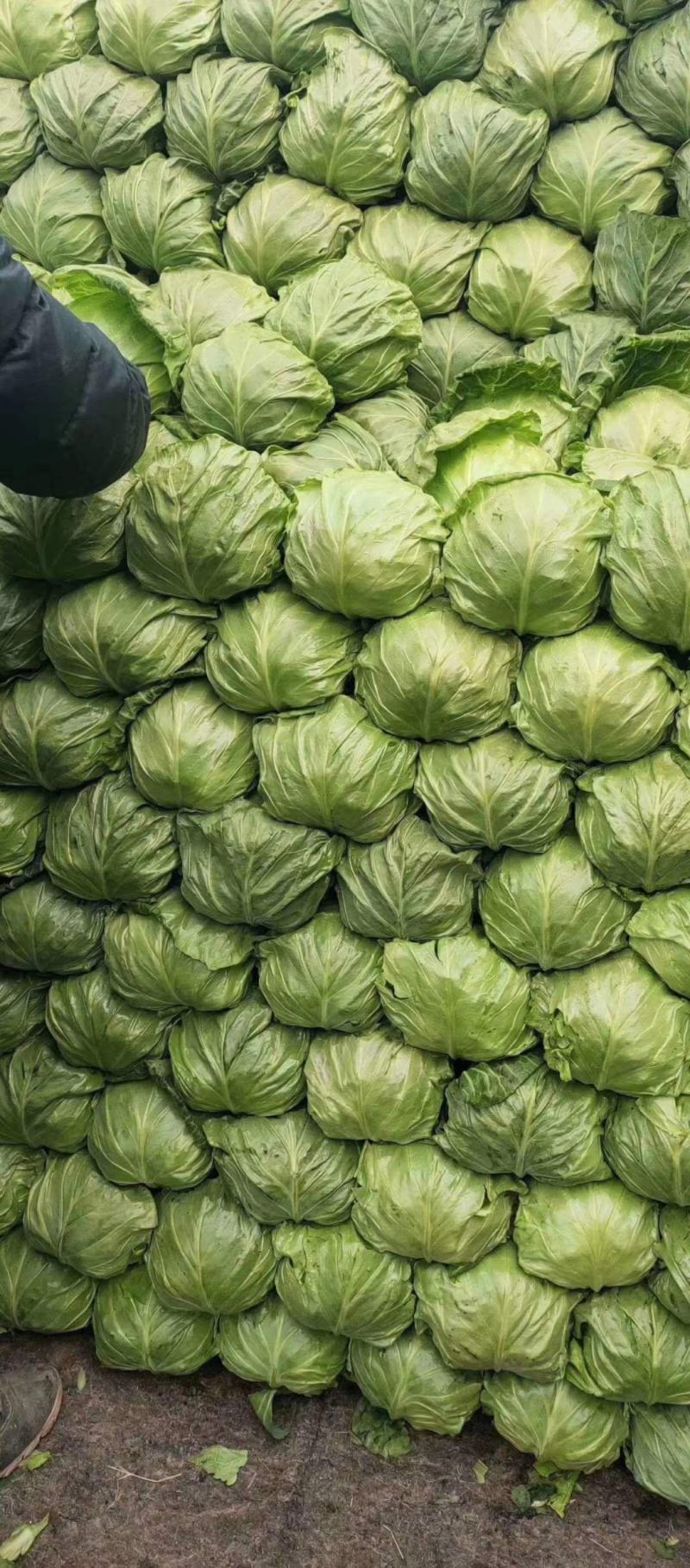 【推荐】甘蓝包菜圆包菜产地直供量大质优全国发货