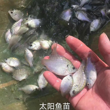 太阳鱼苗蓝思太阳鱼苗金边太阳鱼苗