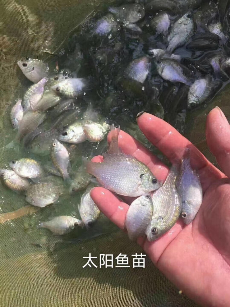太阳鱼苗蓝思太阳鱼苗金边太阳鱼苗