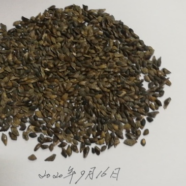 供应今年新采的加勒比松种子