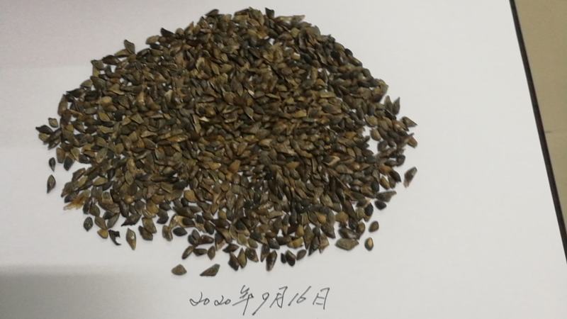 供应今年新采的加勒比松种子