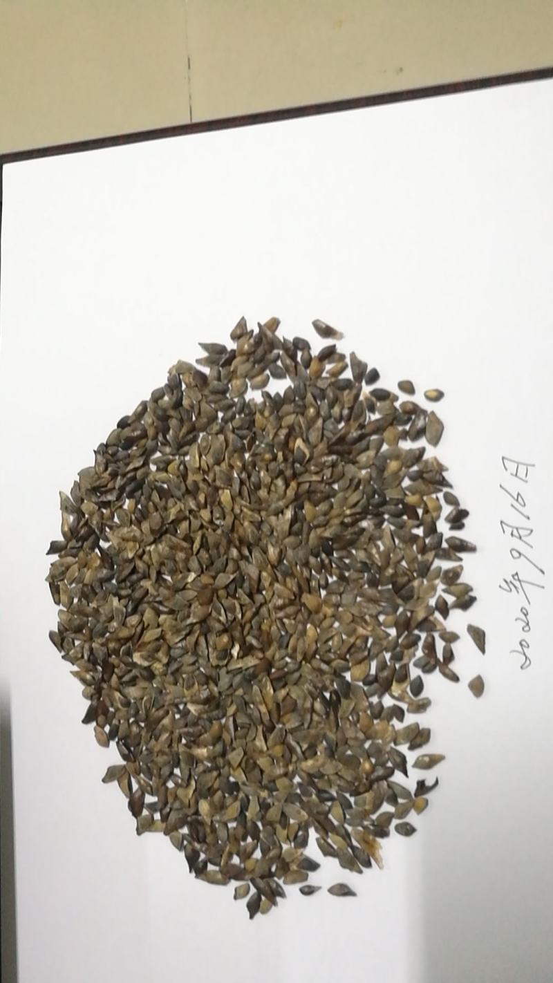供应今年新采的加勒比松种子