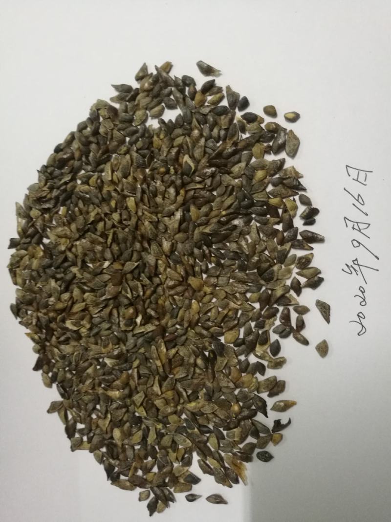 供应今年新采的加勒比松种子