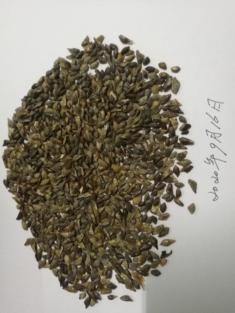 供应今年新采的加勒比松种子
