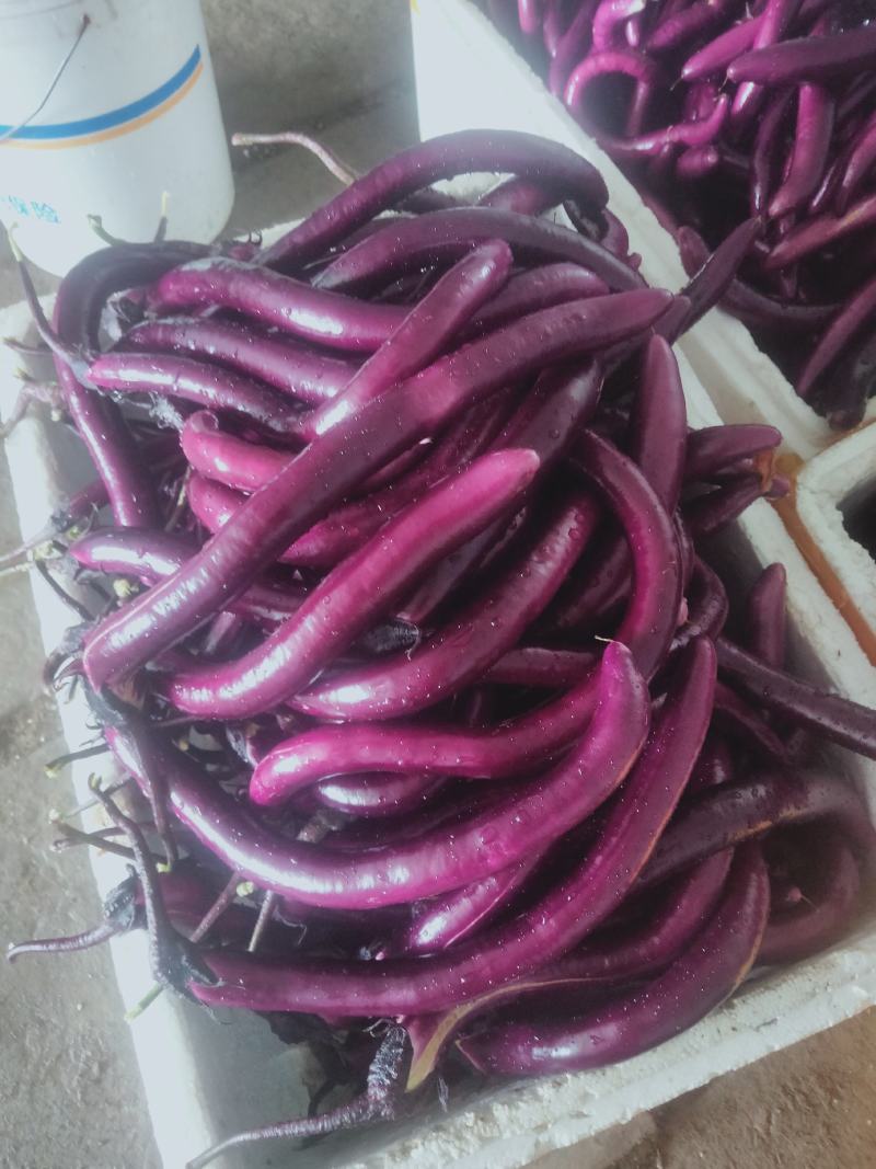 杭州线茄，产地绍兴上虞