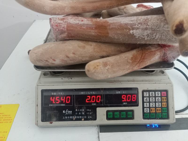 南方鹿皇梅花鹿新鲜鹿茸