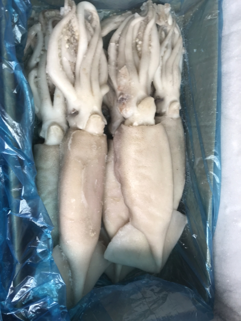 单冻鱿鱼冷冻海产品、、、、、