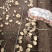 张北坝上优质土豆，欢迎采购