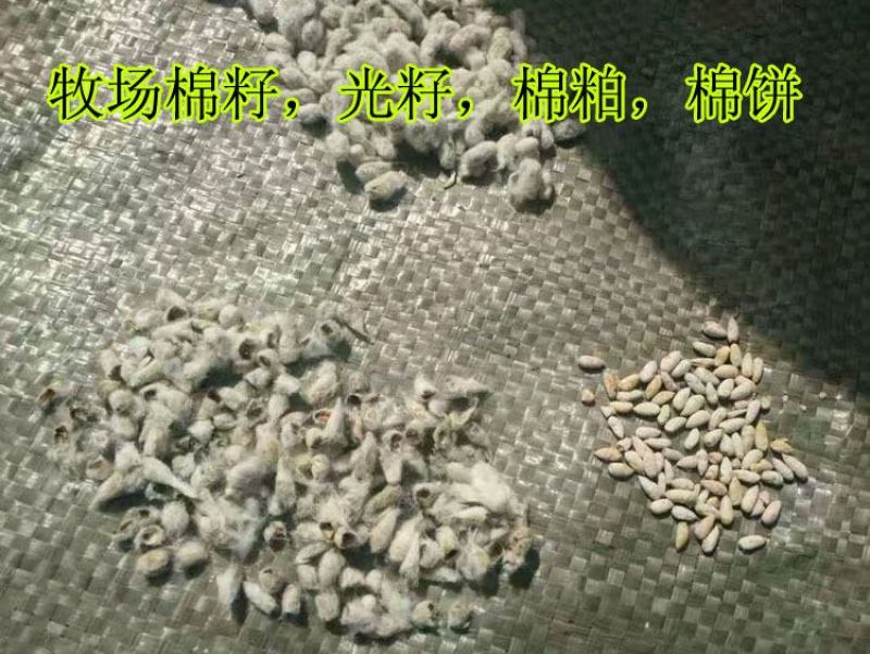奶牛棉籽黄牛棉籽育肥饲料棉粕光籽不孕籽棉饼牧场棉籽