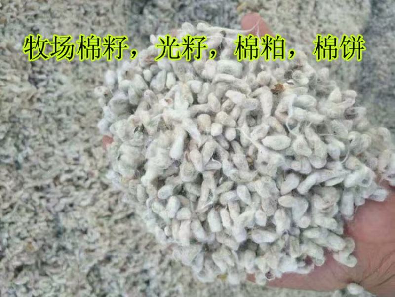 奶牛棉籽黄牛棉籽育肥饲料棉粕光籽不孕籽棉饼牧场棉籽