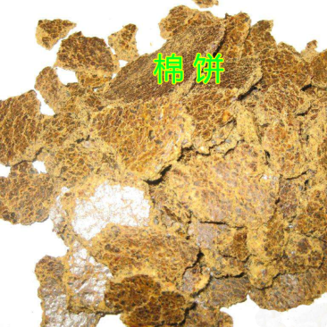 奶牛棉籽黄牛棉籽育肥饲料棉粕光籽不孕籽棉饼牧场棉籽