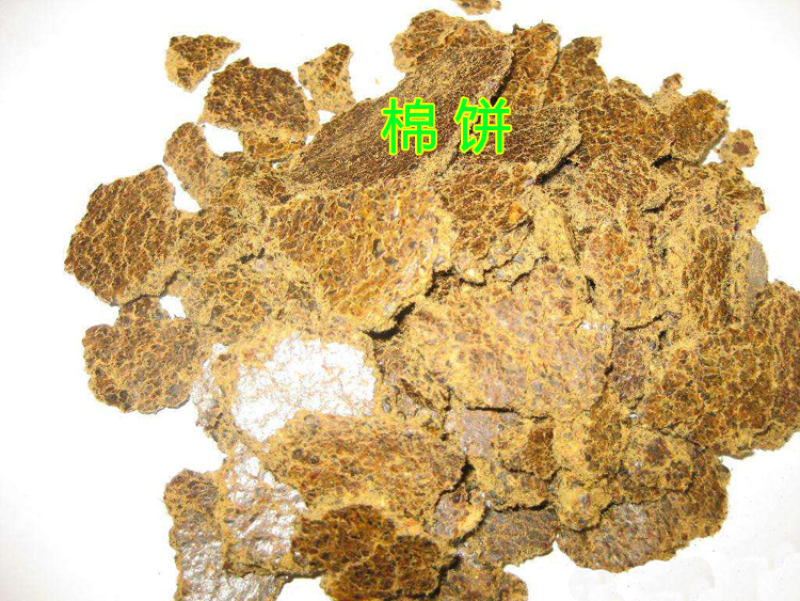 奶牛棉籽黄牛棉籽育肥饲料棉粕光籽不孕籽棉饼牧场棉籽