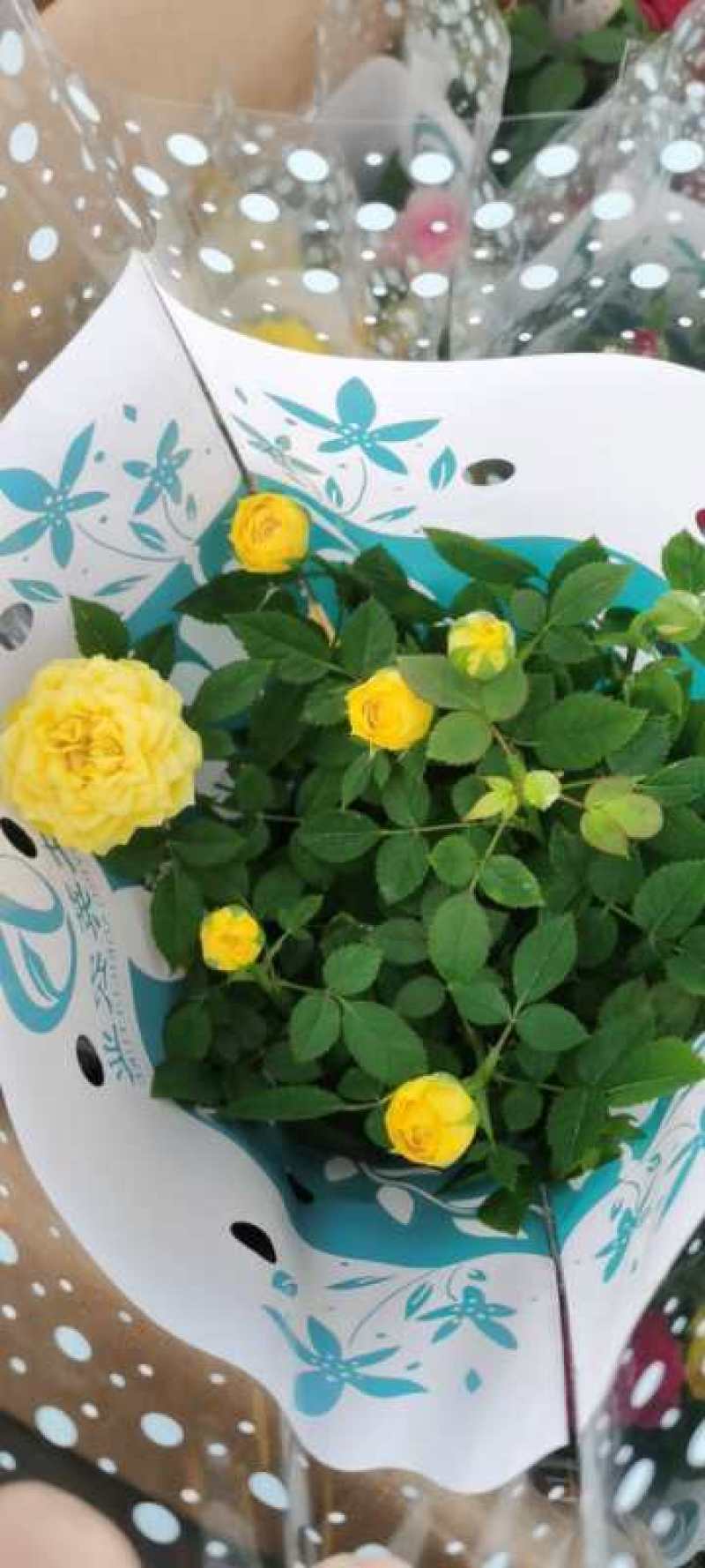 玫瑰花苗大花带花苞花卉欧月绿植物盆栽月季蔷薇室内庭院阳台