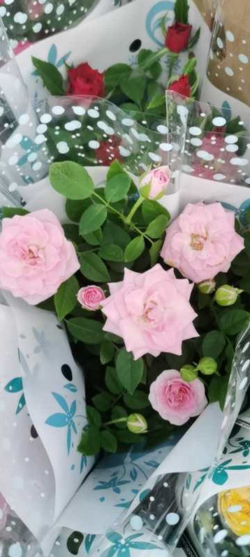 玫瑰花苗大花带花苞花卉欧月绿植物盆栽月季蔷薇室内庭院阳台