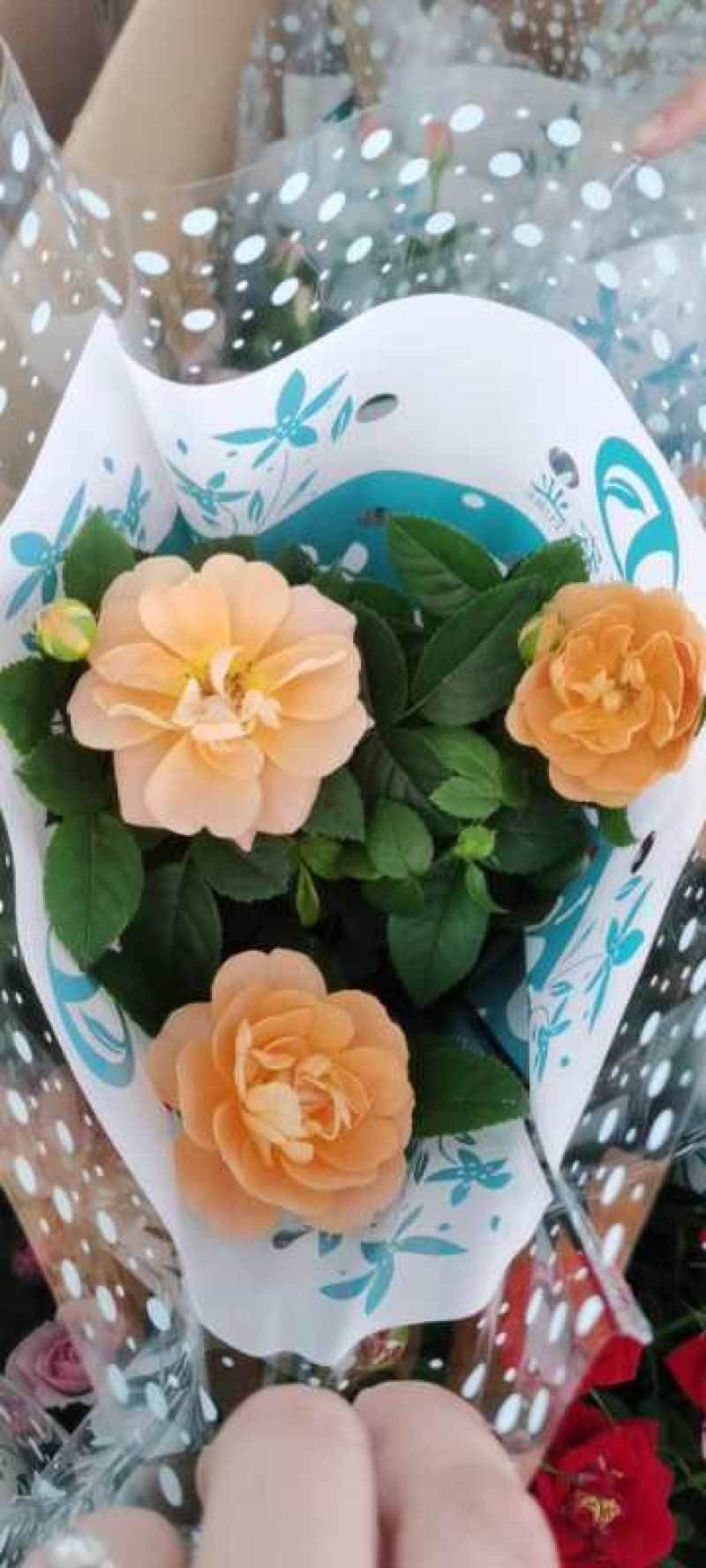 玫瑰花苗大花带花苞花卉欧月绿植物盆栽月季蔷薇室内庭院阳台