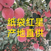 红星苹果，纸袋红星，80以上一手货源，产地直供。