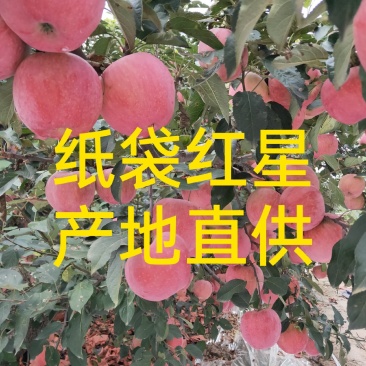 红星苹果，纸袋红星，80以上一手货源，产地直供。