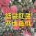 红星苹果，纸袋红星，80以上一手货源，产地直供。