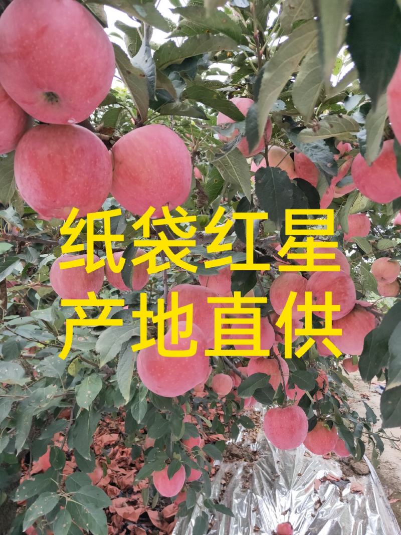 红星苹果，纸袋红星，80以上一手货源，产地直供。