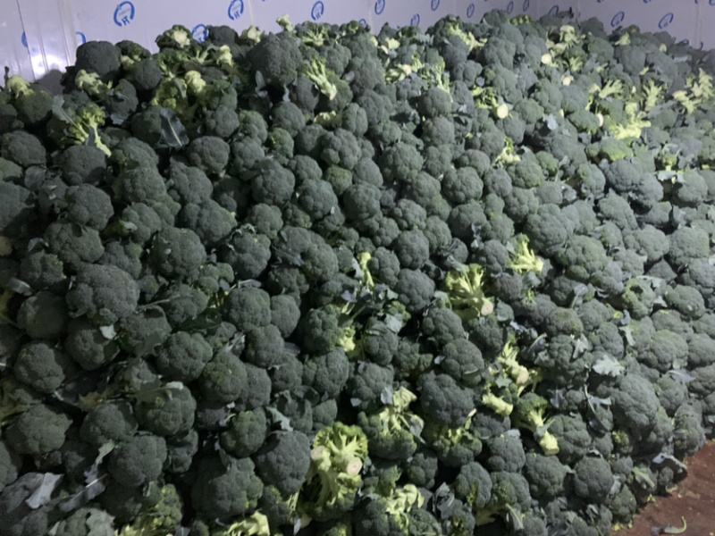 精品西兰花大量有货，欢迎各位老板订购