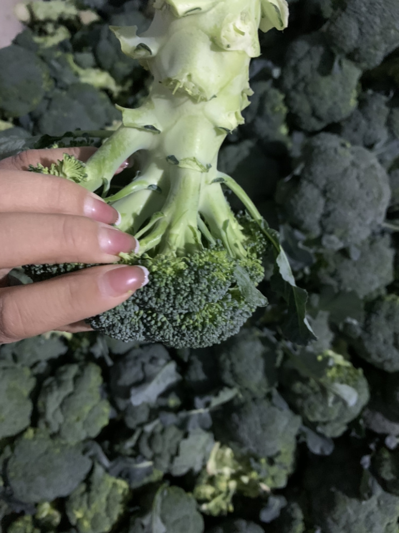 精品西兰花大量有货，欢迎各位老板订购