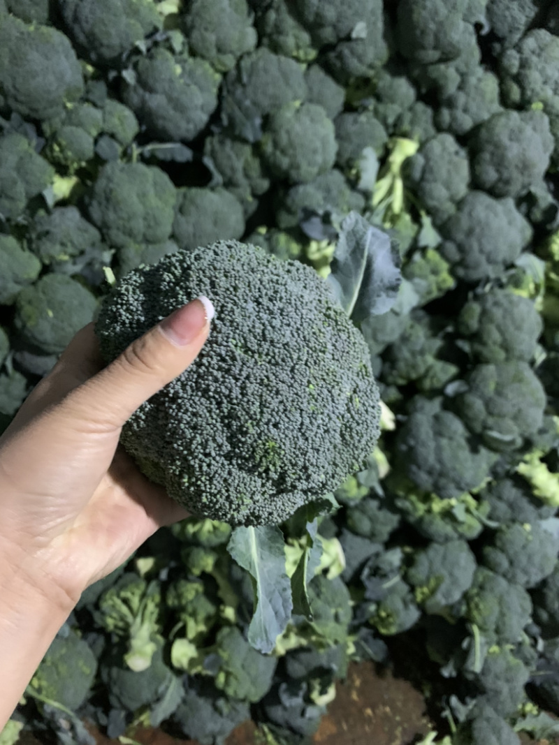 精品西兰花大量有货，欢迎各位老板订购