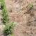 20%草铵膦5公斤*4壶除草剂牛筋草小飞蓬效果好