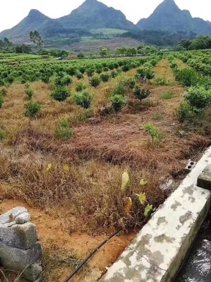 20%草铵膦5公斤*4壶除草剂牛筋草小飞蓬效果好