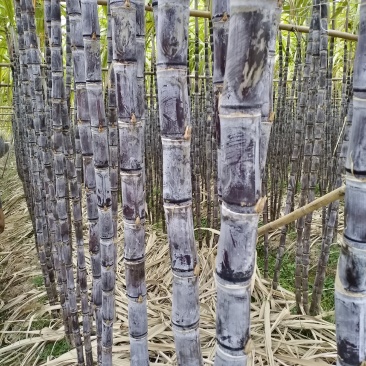 广东省英德韶关地区黑皮甘蔗，口感好
