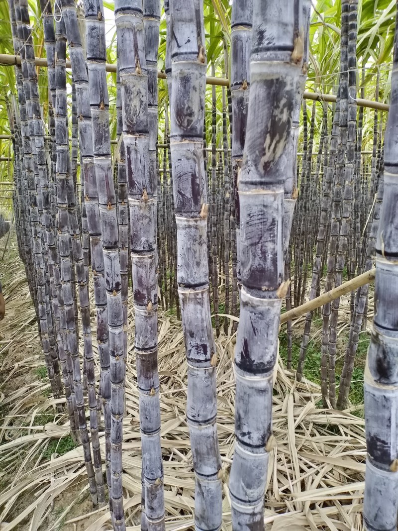 广东省英德韶关地区黑皮甘蔗，口感好