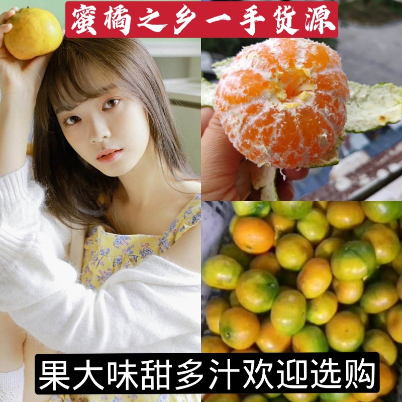 湖北蜜橘早熟蜜桔叶桔产地大量销售欢迎选购货真价实