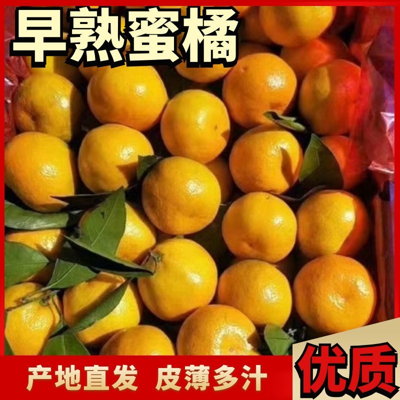 蜜橘，湖北早熟叶橘大量上市，货源充足，质量上乘，价格便宜