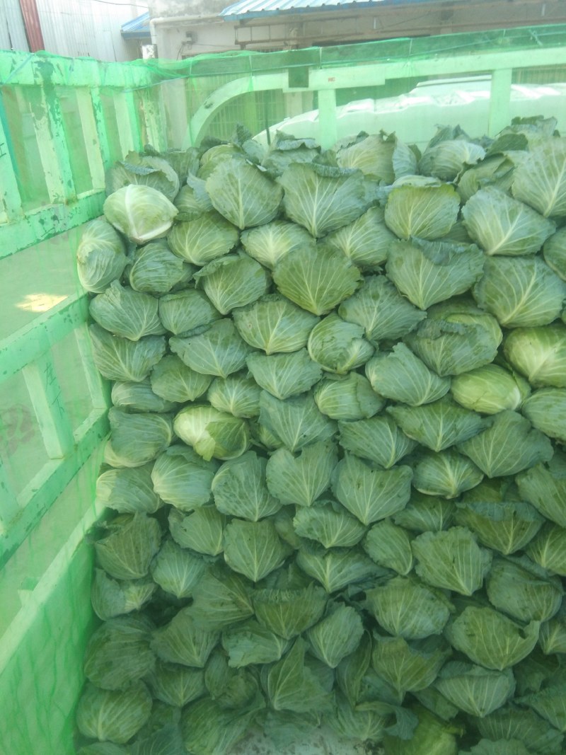 包菜大量上市，质量好，无虫眼，二到四斤，新鲜上市