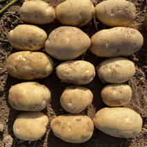 226土豆，武川土豆产地直销、个头大、颜色黄亮、薯型好
