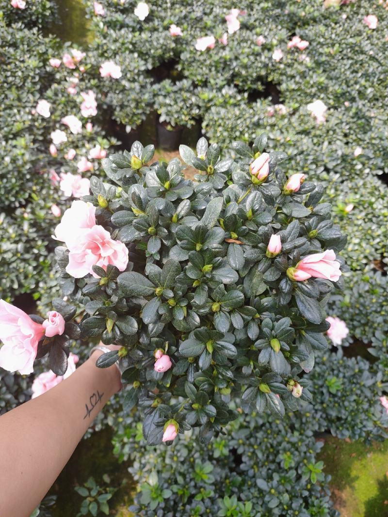 精品18杯小桃红杜鹃