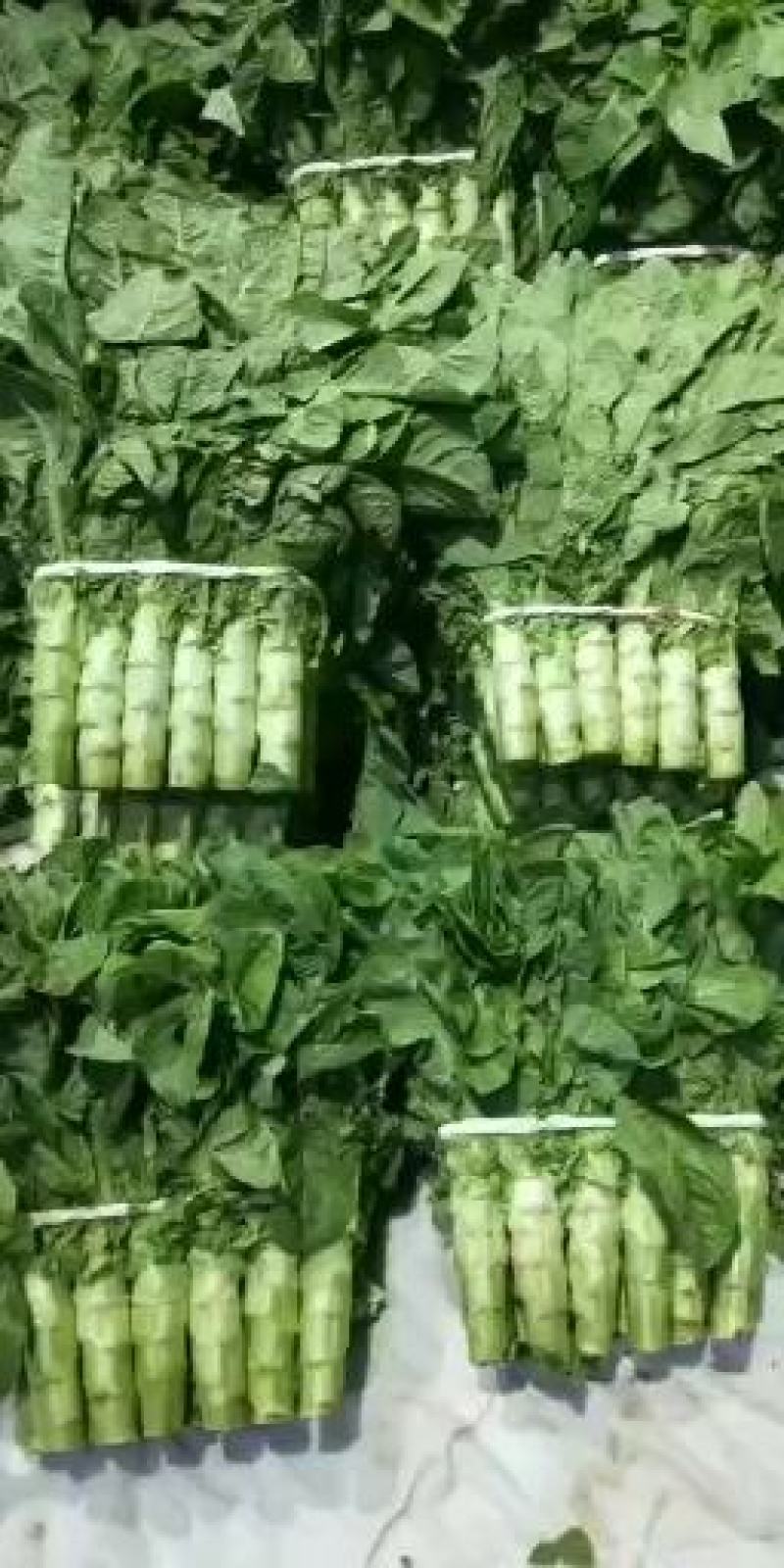 【新鲜莴苣】山东三青莴苣大量上市欢迎老板【前来咨询】