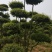 本苗圃常年供应绿化苗木