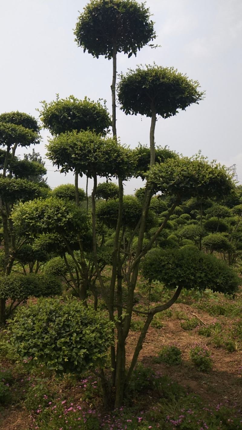 本苗圃常年供应绿化苗木