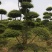 本苗圃常年供应绿化苗木